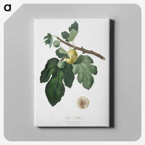 2-37_Pomona-Italiana_canvas