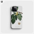 2-37_Pomona-Italiana_phone