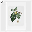 2-37_Pomona-Italiana_picture