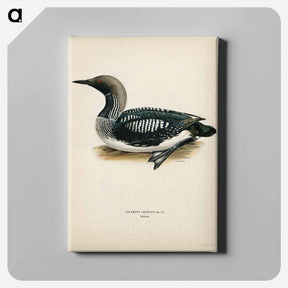 アートパネル-Black-Throated Loon
 - スヴェンスカ フォグラル Canvas.