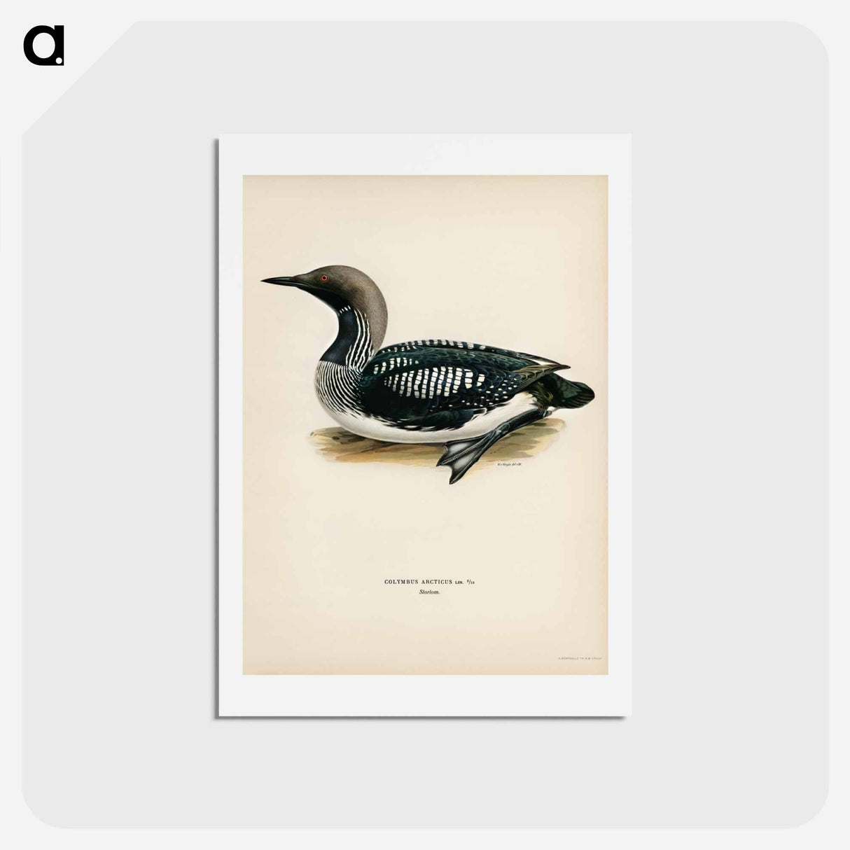 アートポストカード-Black-Throated Loon
 - スヴェンスカ フォグラル Postcard.