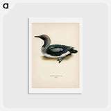 アートポストカード-Black-Throated Loon
 - スヴェンスカ フォグラル Postcard.