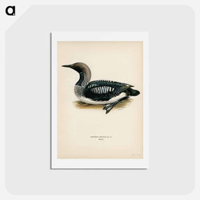 アートポストカード-Black-Throated Loon
 - スヴェンスカ フォグラル Postcard.