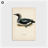 アートポストカード-Black-Throated Loon
 - スヴェンスカ フォグラル Postcard.
