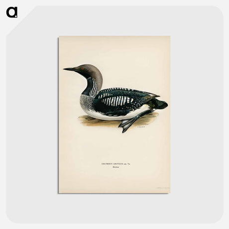 アートポストカード-Black-Throated Loon
 - スヴェンスカ フォグラル Postcard.