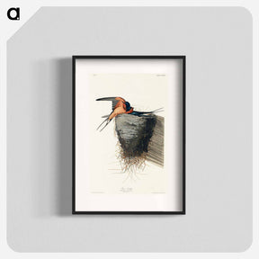アートポスター-Barn Swallow from Birds of America
 - アメリカの鳥たち Poster.