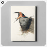 アートパネル-Barn Swallow from Birds of America
 - アメリカの鳥たち Canvas.