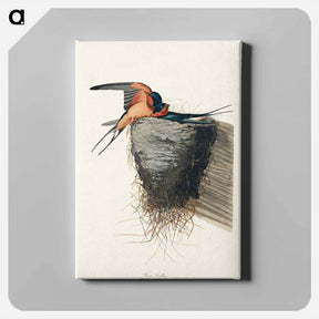 アートパネル-Barn Swallow from Birds of America
 - アメリカの鳥たち Canvas.