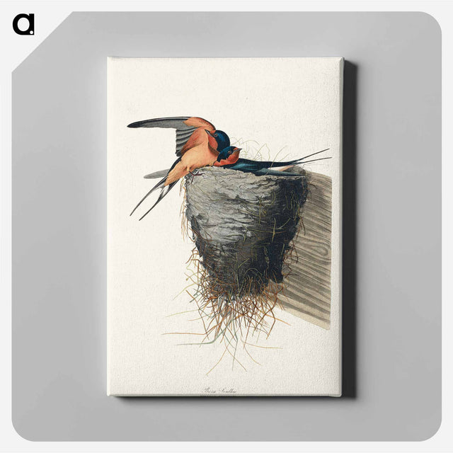 アートパネル-Barn Swallow from Birds of America
 - アメリカの鳥たち Canvas.