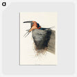 アートポストカード-Barn Swallow from Birds of America
 - アメリカの鳥たち Postcard.