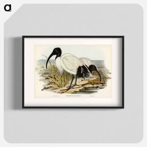 アートポスター-White Ibis
 - オーストラリアの鳥 Poster.