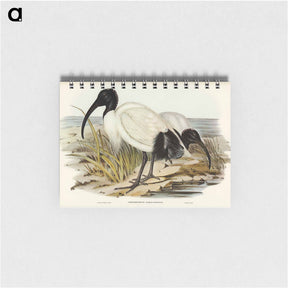 アートメモ帳-White Ibis
 - オーストラリアの鳥 Memo.