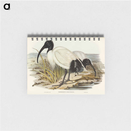 アートメモ帳-White Ibis
 - オーストラリアの鳥 Memo.