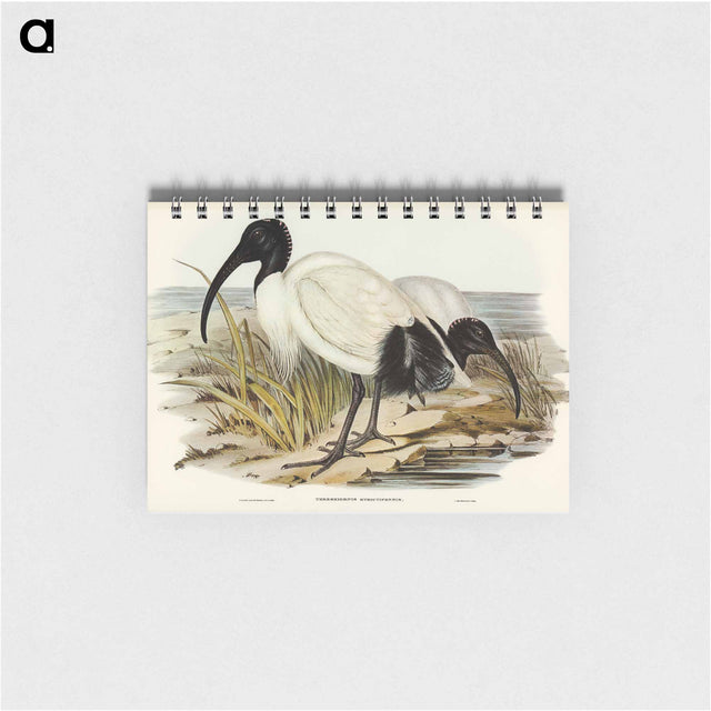 アートメモ帳-White Ibis
 - オーストラリアの鳥 Memo.