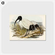 アートポストカード-White Ibis
 - オーストラリアの鳥 Postcard.