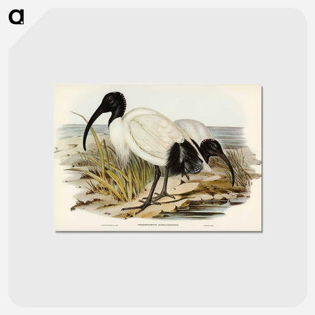 アートポストカード-White Ibis
 - オーストラリアの鳥 Postcard.