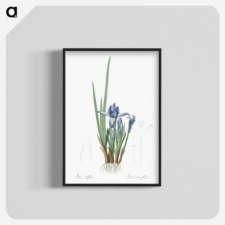 2-37_The-Lilies_blk-crop