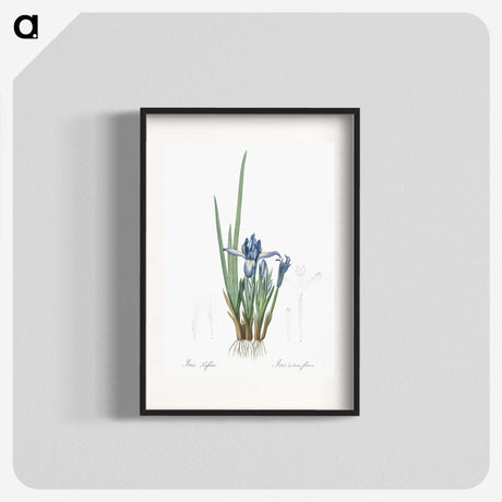 2-37_The-Lilies_blk