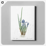 2-37_The-Lilies_canvas