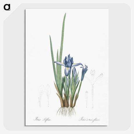 2-37_The-Lilies_picture-crop