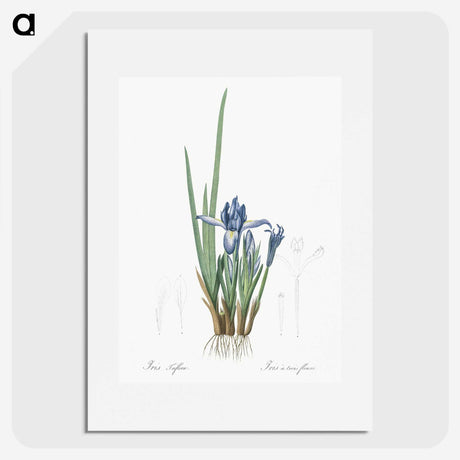 2-37_The-Lilies_picture