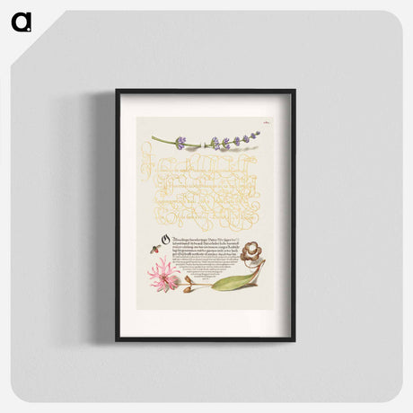 アートポスター-Hyssop, Insect, and Cuckoo Flower from Mira Calligraphiae Monumenta
 - 書道のお手本 Poster.