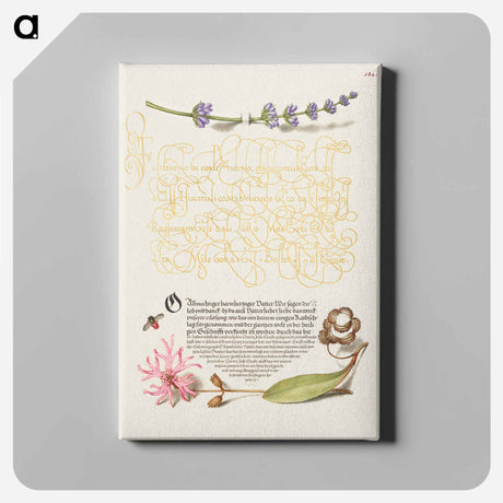 アートパネル-Hyssop, Insect, and Cuckoo Flower from Mira Calligraphiae Monumenta
 - 書道のお手本 Canvas.