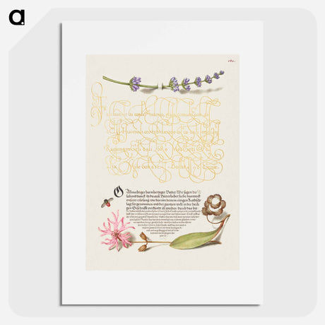 アートポスター-Hyssop, Insect, and Cuckoo Flower from Mira Calligraphiae Monumenta
 - 書道のお手本 Poster.