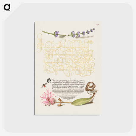 アートポストカード-Hyssop, Insect, and Cuckoo Flower from Mira Calligraphiae Monumenta
 - 書道のお手本 Postcard.