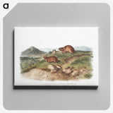 2-37_The-Viviparous-Quadrupeds_canvas