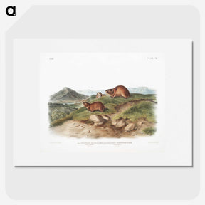 2-37_The-Viviparous-Quadrupeds_picture
