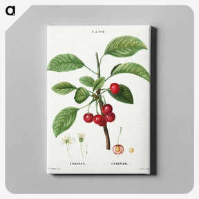 2-37_Treatise-on-Trees-and-Shrubs_canvas