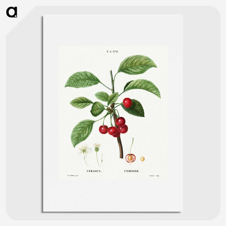 2-37_Treatise-on-Trees-and-Shrubs_picture