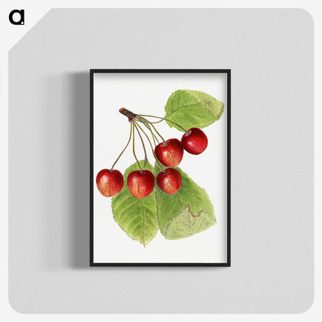 2-37_USDA-Watercolor-Fruit-Painting-Collection_blk-crop
