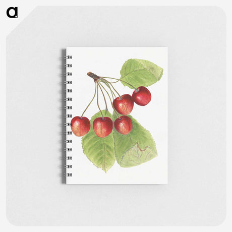 2-37_USDA-Watercolor-Fruit-Painting-Collection_memo