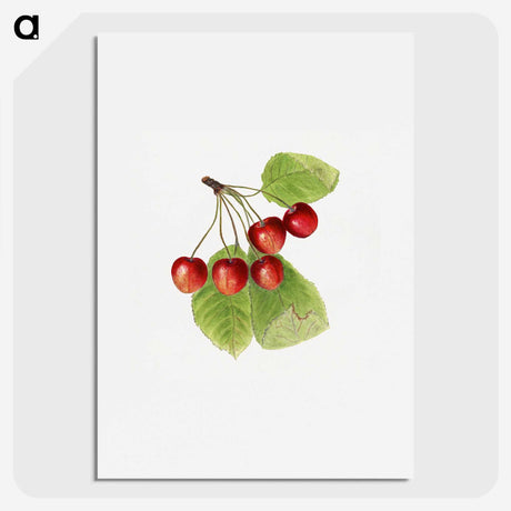 2-37_USDA-Watercolor-Fruit-Painting-Collection_picture