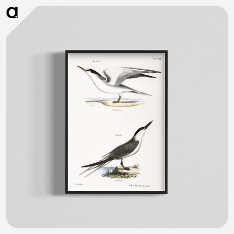 2-37_Zoology-of-New-York_blk-crop