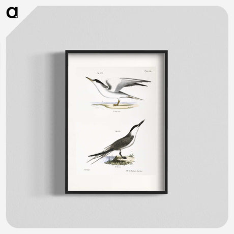 2-37_Zoology-of-New-York_blk
