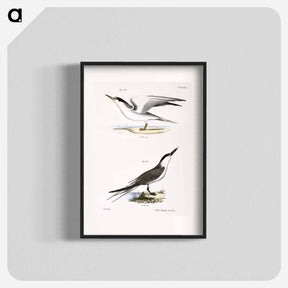 アートポスター-Silvery Tern (Sterna argentea) 274. Sandwich Tern (Sterna cantiaca) illustration from Zoology of New York by - ニューヨークの動物学 Poster.