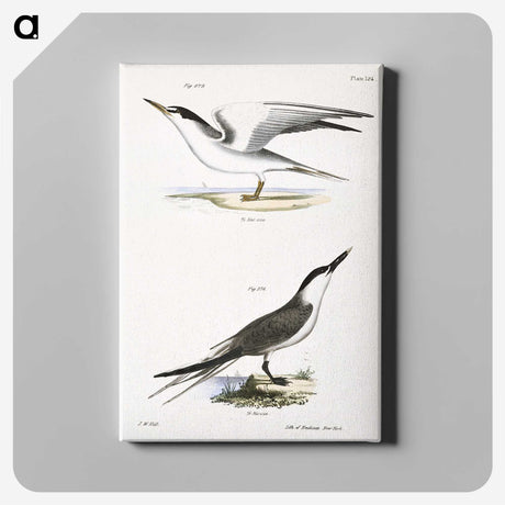 2-37_Zoology-of-New-York_canvas