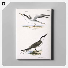 アートパネル-Silvery Tern (Sterna argentea) 274. Sandwich Tern (Sterna cantiaca) illustration from Zoology of New York by - ニューヨークの動物学 Canvas.
