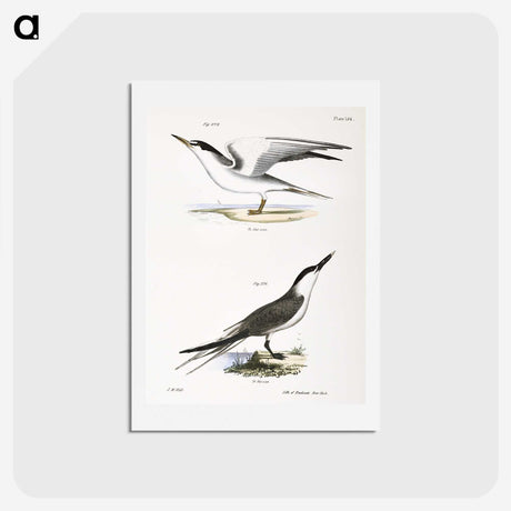 2-37_Zoology-of-New-York_hagaki