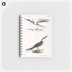 アートメモ帳-Silvery Tern (Sterna argentea) 274. Sandwich Tern (Sterna cantiaca) illustration from Zoology of New York by - ニューヨークの動物学 Memo.