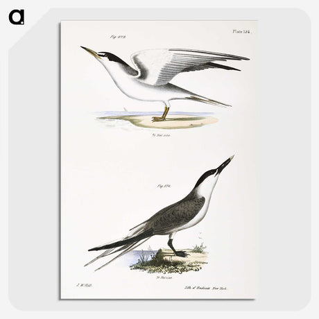 2-37_Zoology-of-New-York_picture-crop