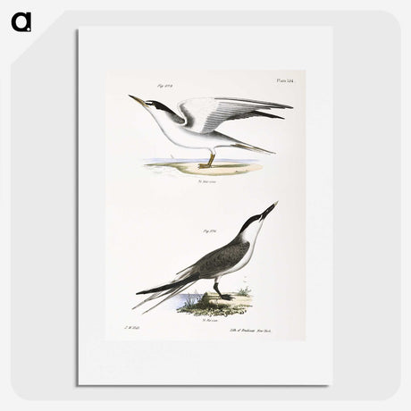 2-37_Zoology-of-New-York_picture