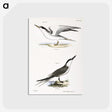 2-37_Zoology-of-New-York_postcard