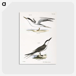 2-37_Zoology-of-New-York_postcard
