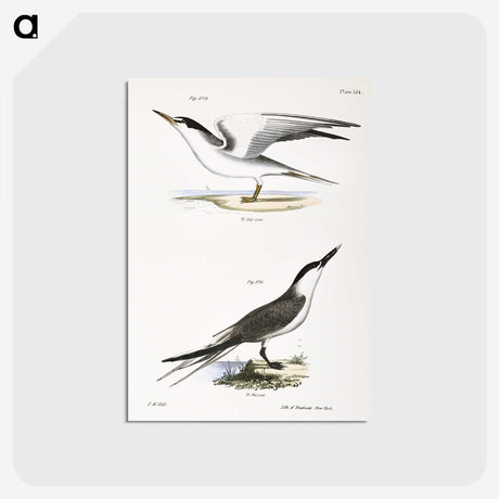 2-37_Zoology-of-New-York_postcard