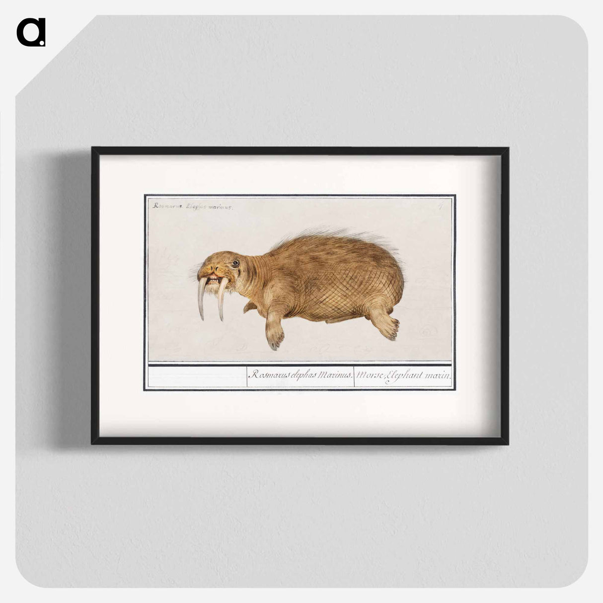 Walrus - アンセルムス ボエティウス デ ブート Poster.