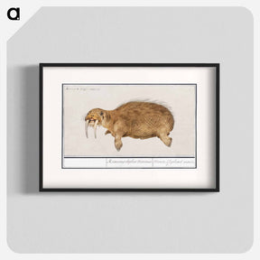 アートポスター-Walrus - アンセルムス ボエティウス デ ブート Poster.